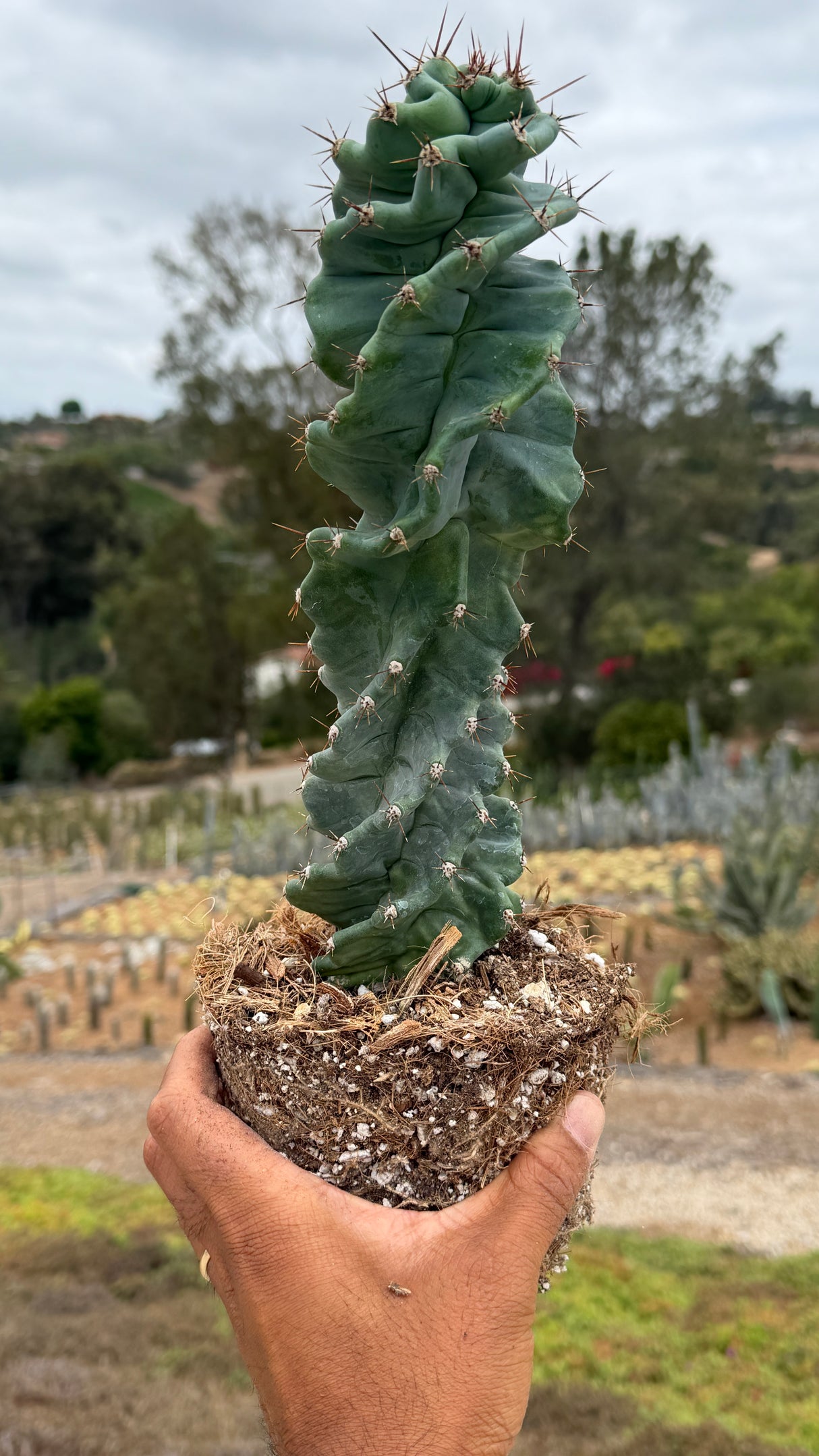 Cereus peruvianus spiralis - Spiral Cactus