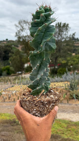 Cereus peruvianus spiralis - Spiral Cactus