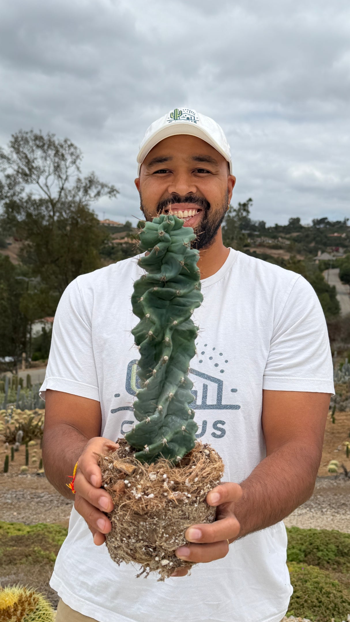 Cereus peruvianus spiralis - Spiral Cactus