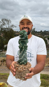 Cereus peruvianus spiralis - Spiral Cactus