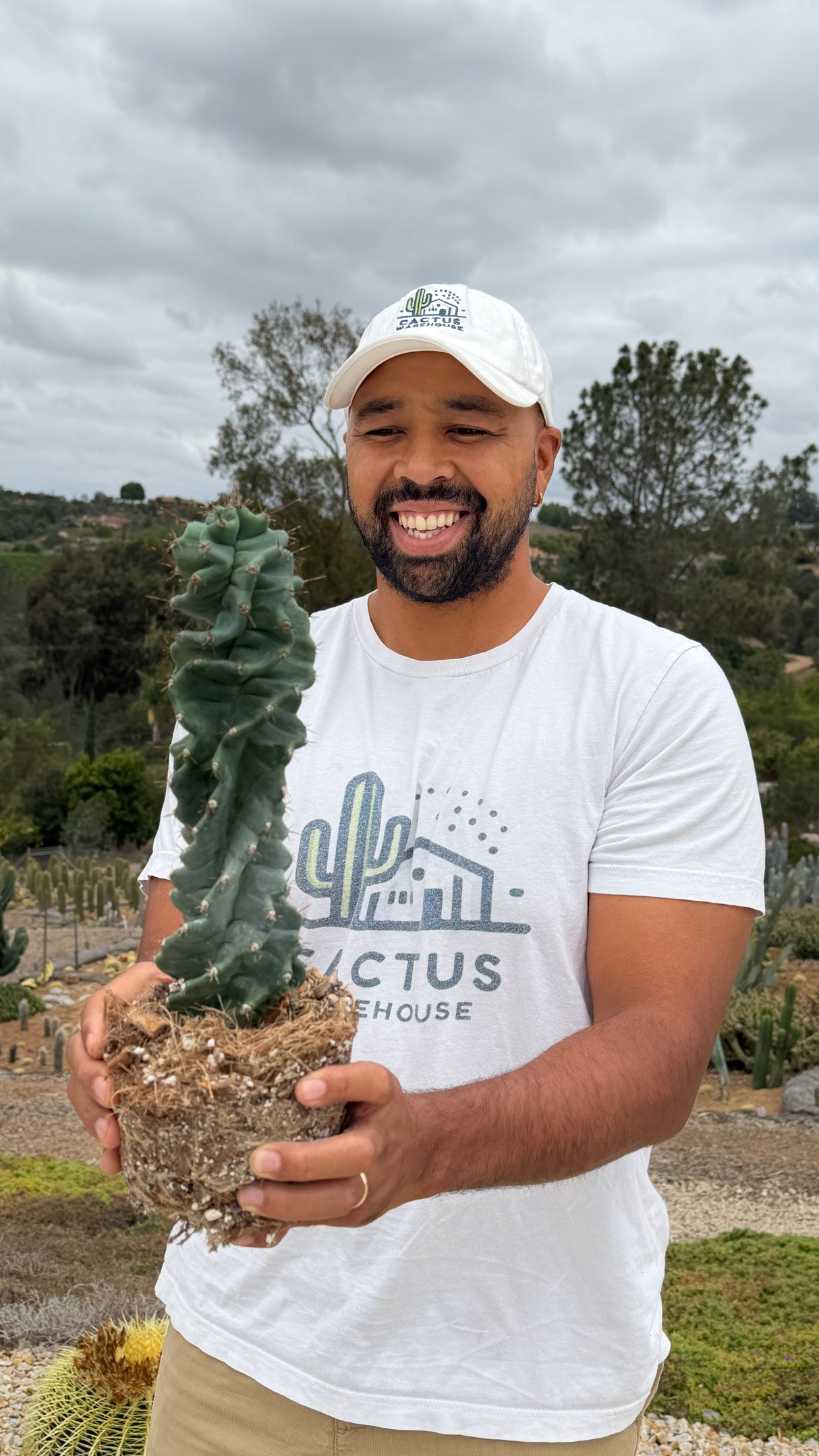 Cereus peruvianus spiralis - Spiral Cactus