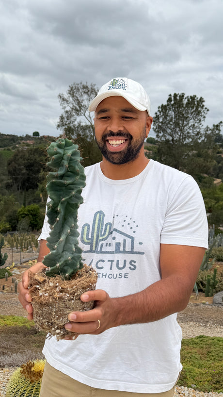 Cereus peruvianus spiralis - Spiral Cactus