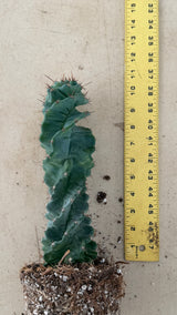 Cereus peruvianus spiralis - Spiral Cactus