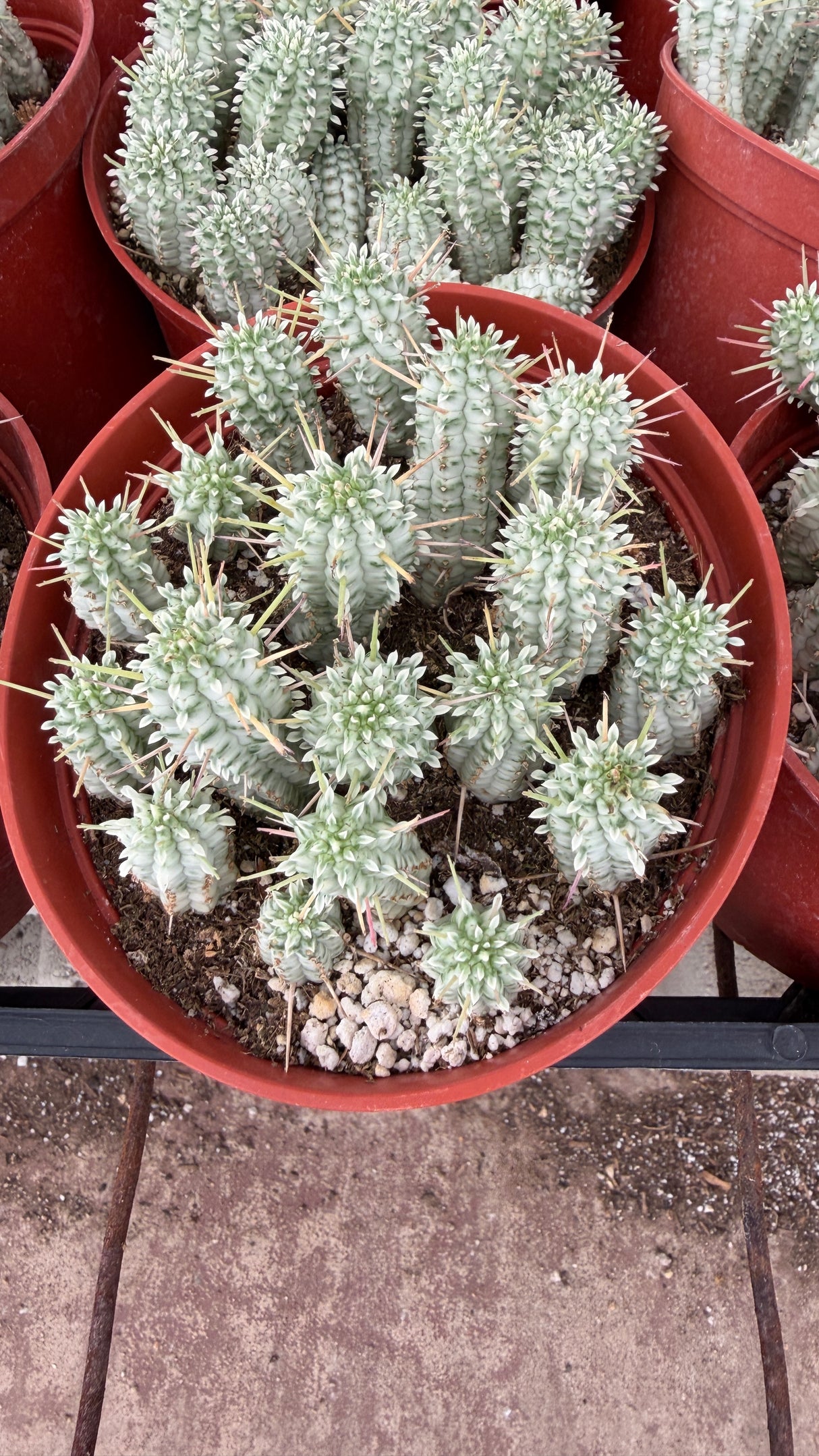 Euphorbia mammillaris 'Variegata' (Variegated Corncob Cactus)