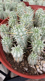 Euphorbia mammillaris 'Variegata' (Variegated Corncob Cactus)