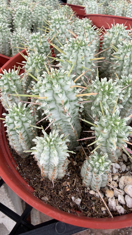 Euphorbia mammillaris 'Variegata' (Variegated Corncob Cactus)