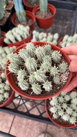 Euphorbia mammillaris 'Variegata' (Variegated Corncob Cactus)