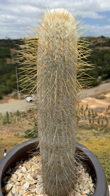 Espostoa lanata-Peruvian Old Man Cactus