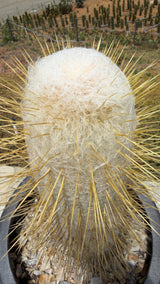 Espostoa lanata-Peruvian Old Man Cactus