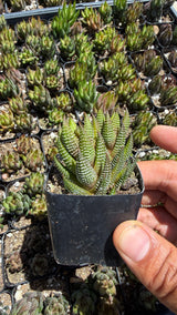 Haworthia coarctata succulent with stacked columns of dark green leaves covered in white tubercles