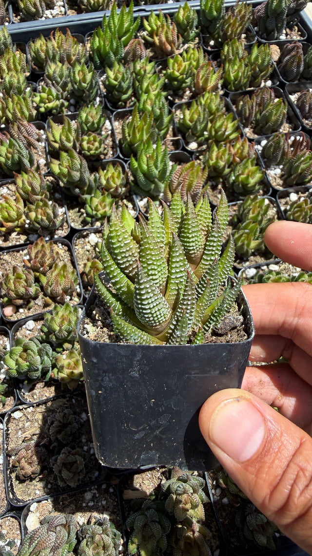Haworthia coarctata succulent with stacked columns of dark green leaves covered in white tubercles
