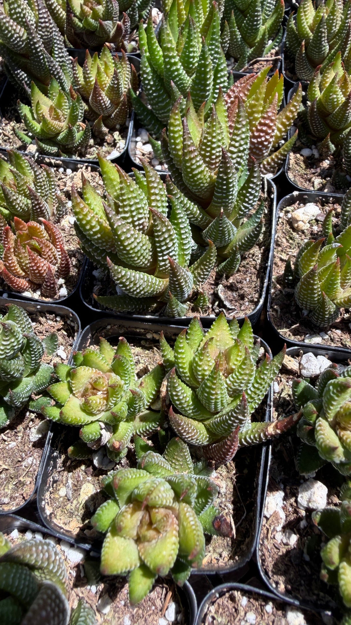 Crowded Haworthia coarctata rooted bare-root succulent available at Cactus Warehouse