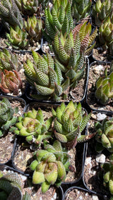 Crowded Haworthia coarctata rooted bare-root succulent available at Cactus Warehouse