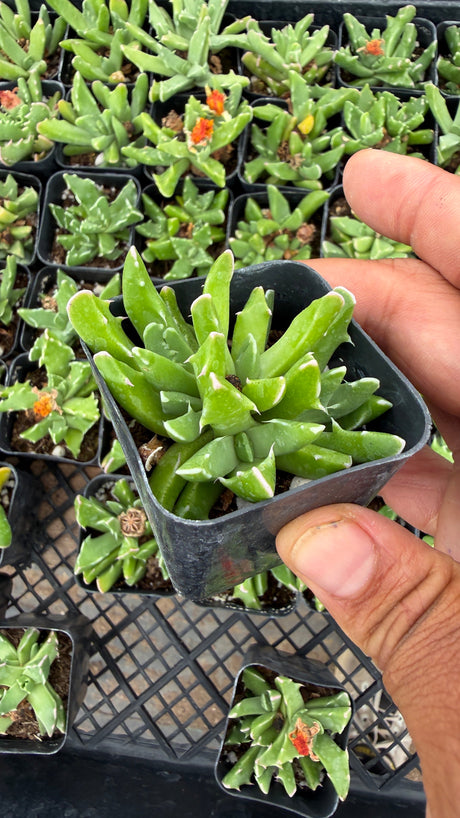Faucaria gratiae rooted bare-root Tiger Jaws succulent available at Cactus Warehouse