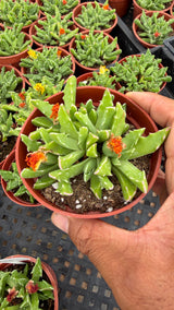 Faucaria gratiae succulent, green triangular leaves edged with soft white teeth and white dots
