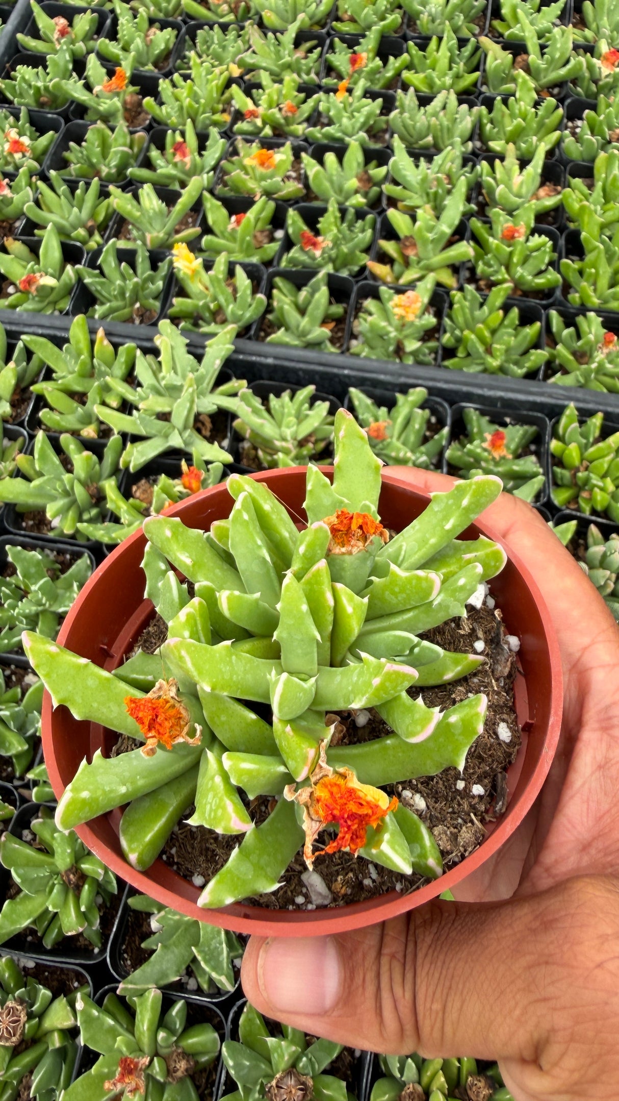 Faucaria gratiae Tiger Jaws succulent with thick toothed leaves forming a low rosette