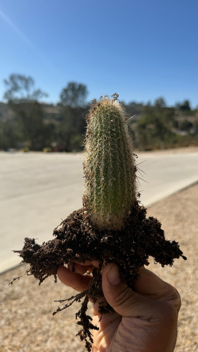 Cleistocactus tupizensis, a columnar cactus with slender green stems and dense silvery spines