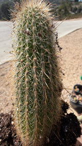 Cleistocactus tupizensis silver torch relative, ribbed green column with silvery spination