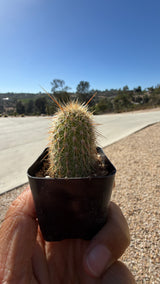 Detail of a Cleistocactus tupizensis stem showing ribs and dense spines