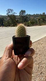 Cleistocactus tupizensis, a high-altitude Bolivian columnar cactus
