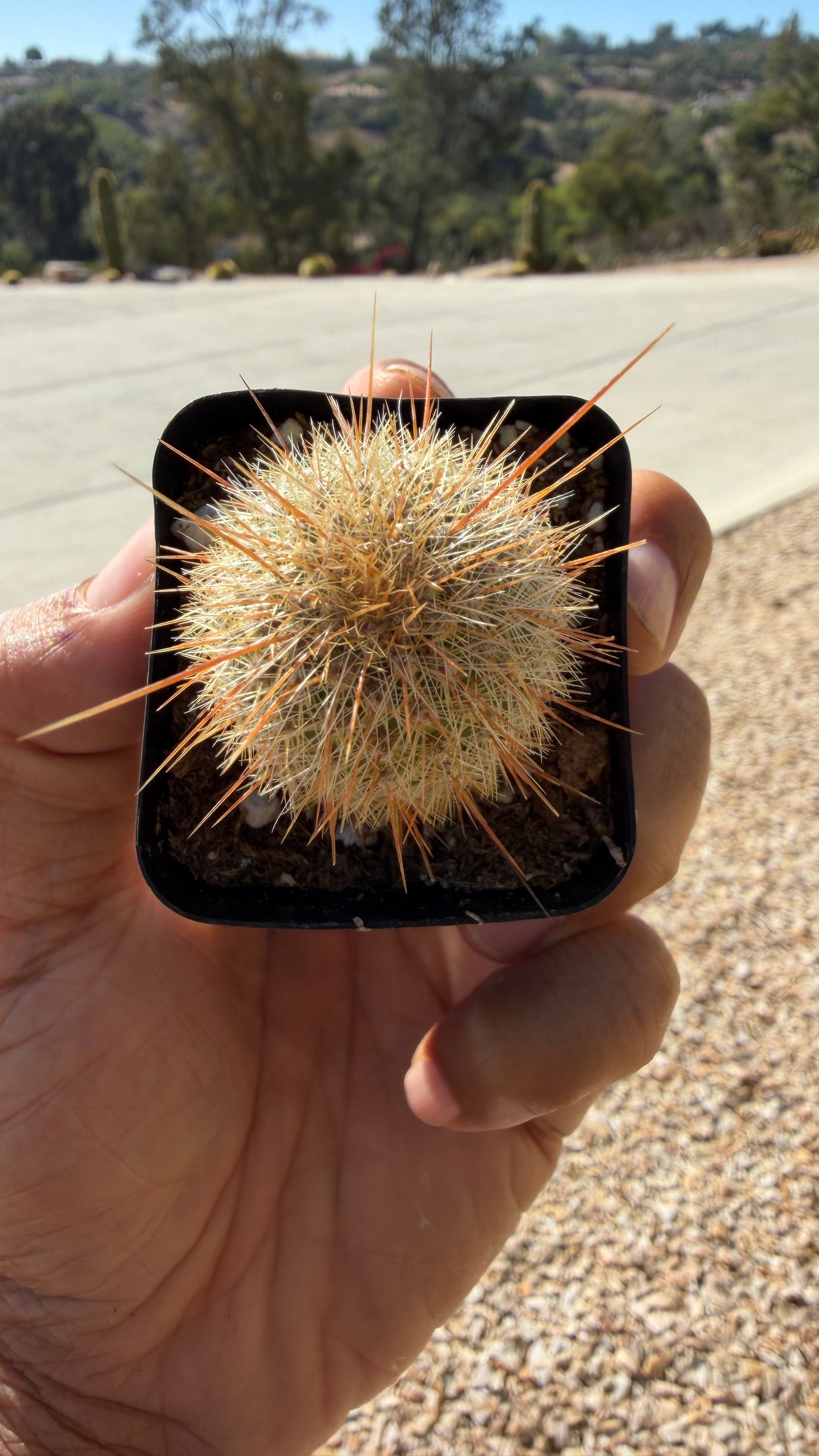 Cleistocactus tupizensis columnar cactus, full plant view