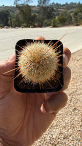 Cleistocactus tupizensis columnar cactus, full plant view