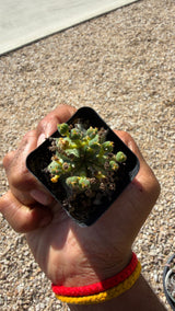 Euphorbia horrida African Milk Barrel succulent with ribbed blue-green barrel stems and gray spines