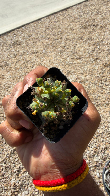 Euphorbia horrida African Milk Barrel succulent with ribbed blue-green barrel stems and gray spines