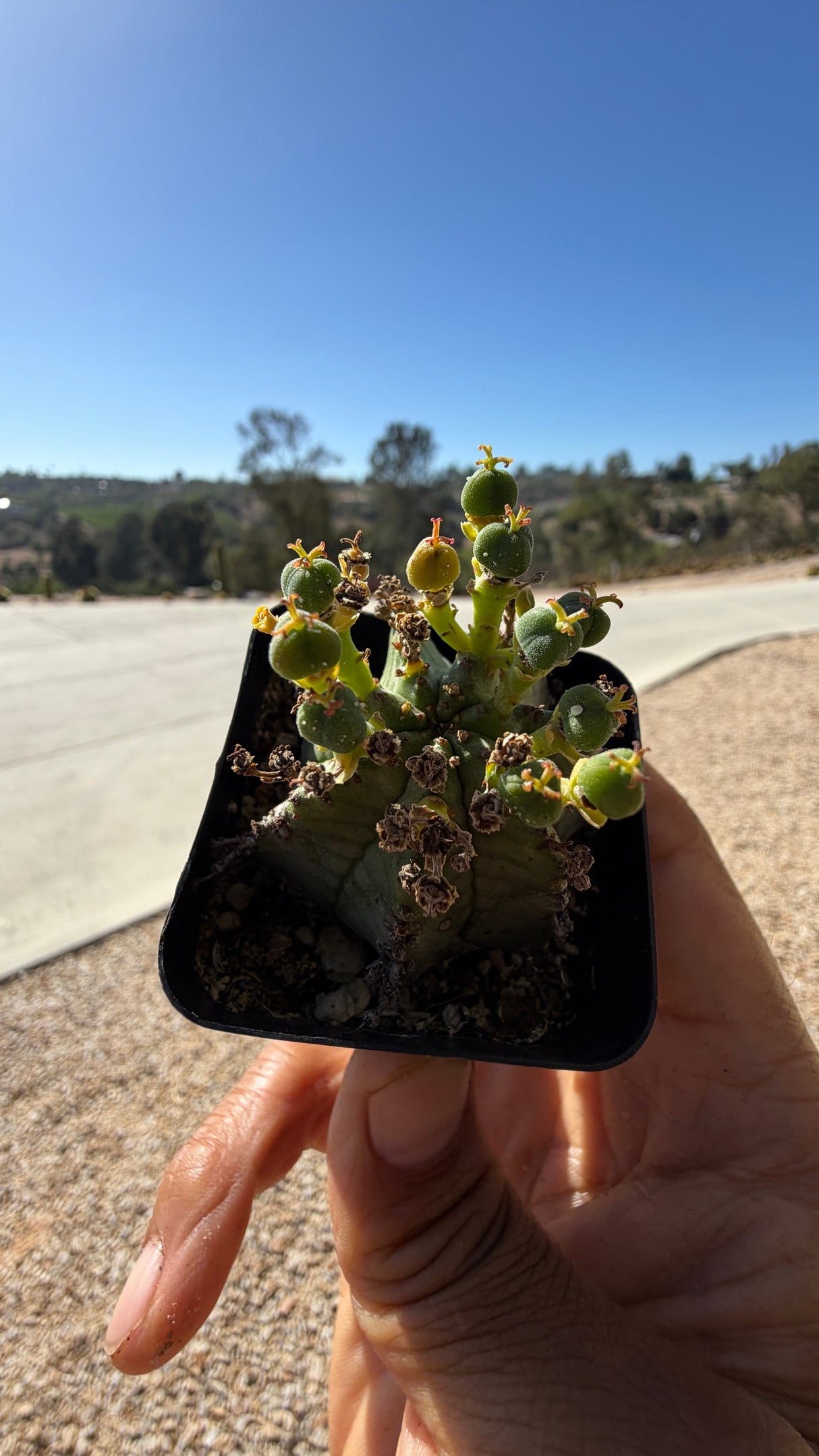 Euphorbia horrida rooted bare-root African Milk Barrel available at Cactus Warehouse
