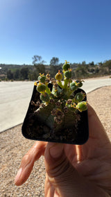 Euphorbia horrida rooted bare-root African Milk Barrel available at Cactus Warehouse