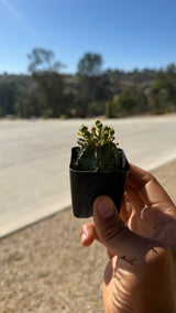 Euphorbia horrida ribbed barrel stem detail showing dense spination