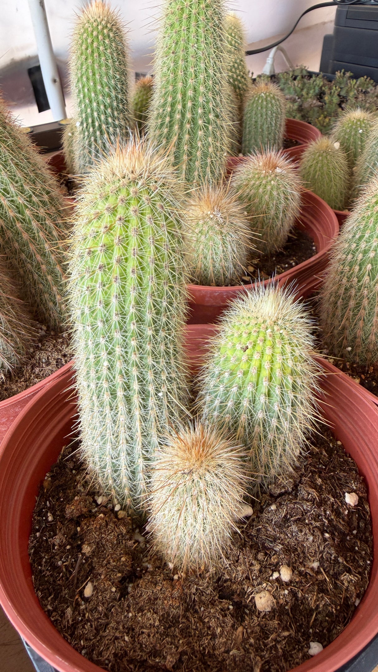 Cleistocactus tupizensis - Silver Torch Relative