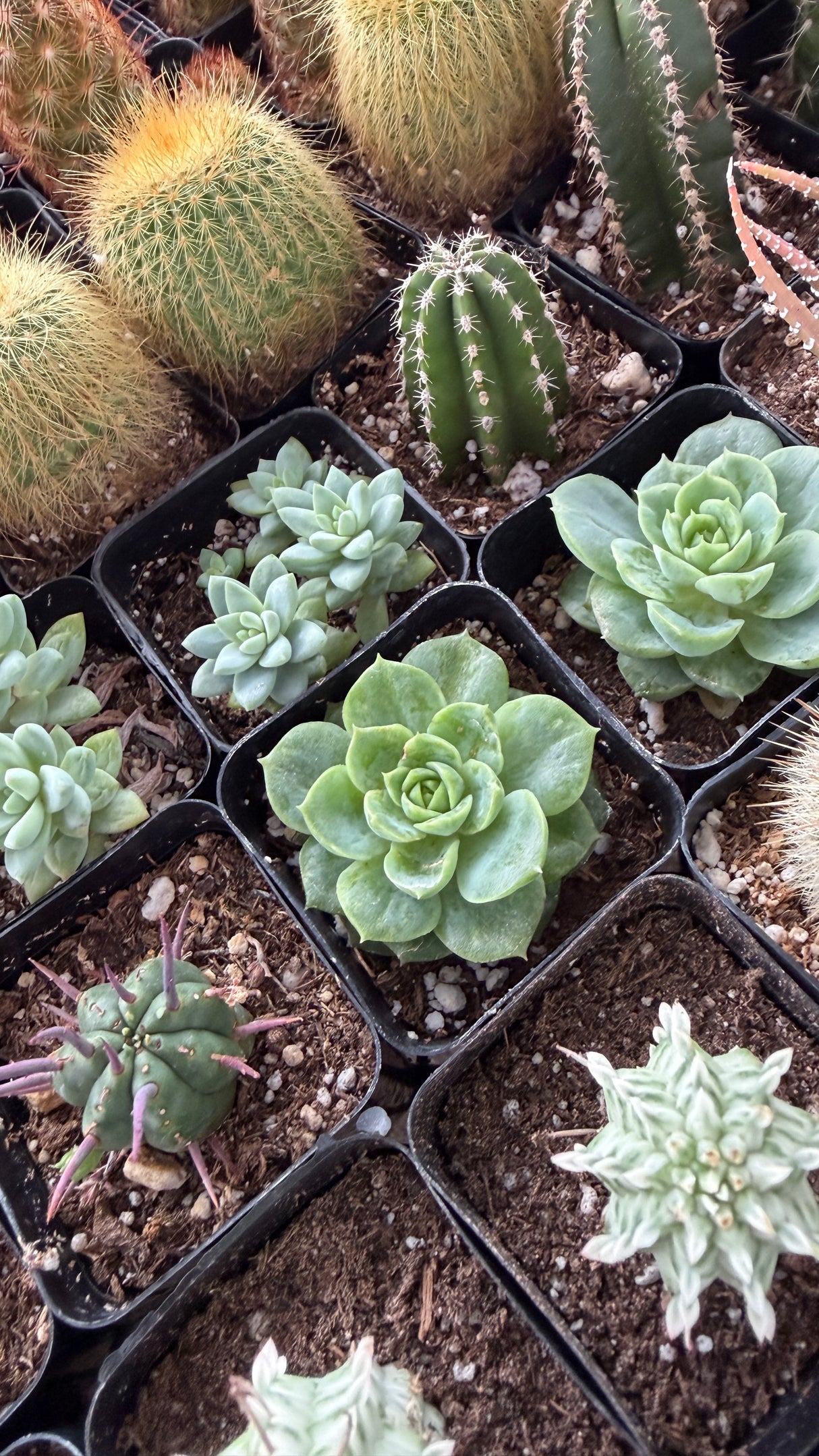 Mix & Match 2" Cactus and Succulent Packs - You Pick