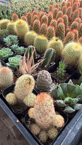 Mix & Match 2" Cactus and Succulent Packs - You Pick