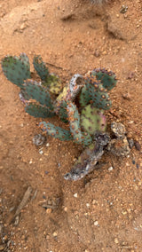 Santa Rita Prickly Pear - Opuntia Santa-Rita