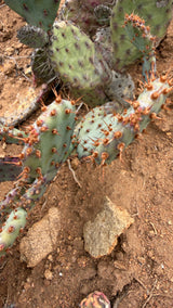Santa Rita Prickly Pear - Opuntia Santa-Rita