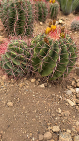 Ferocactus pilosus specimen measured at about 12 inches tall with a yardstick