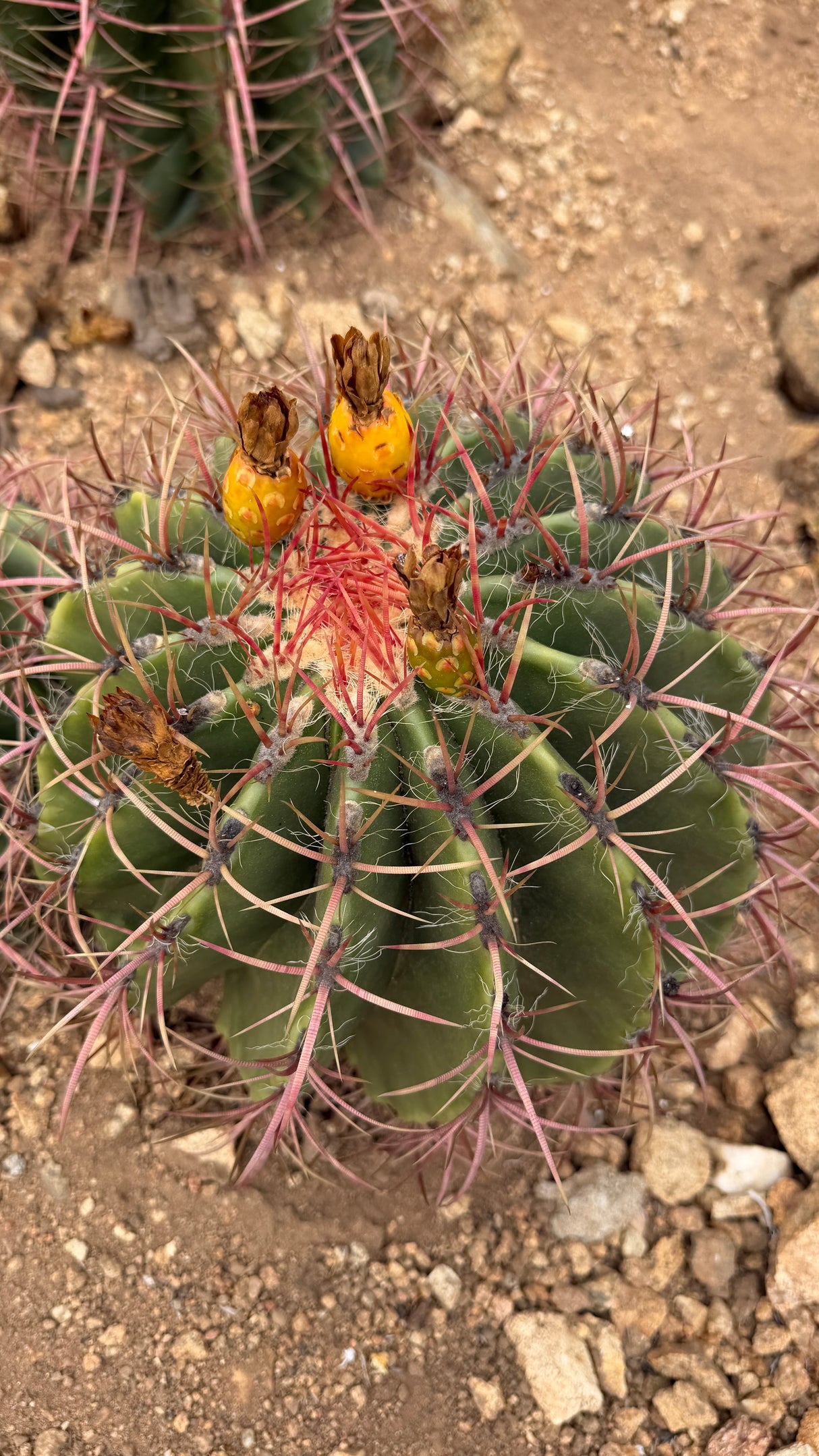 Ferocactus pilosus crown with yellow lime-like fruit and fiery red spines
