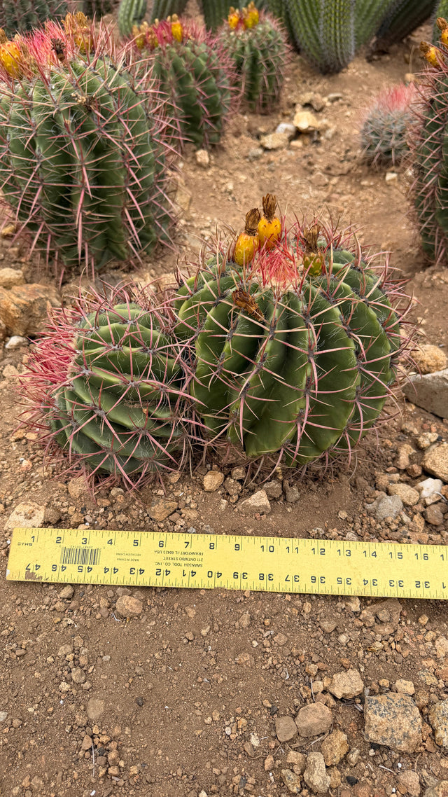 One of a kind Ferocactus pilosus Mexican Lime Cactus available at Cactus Warehouse