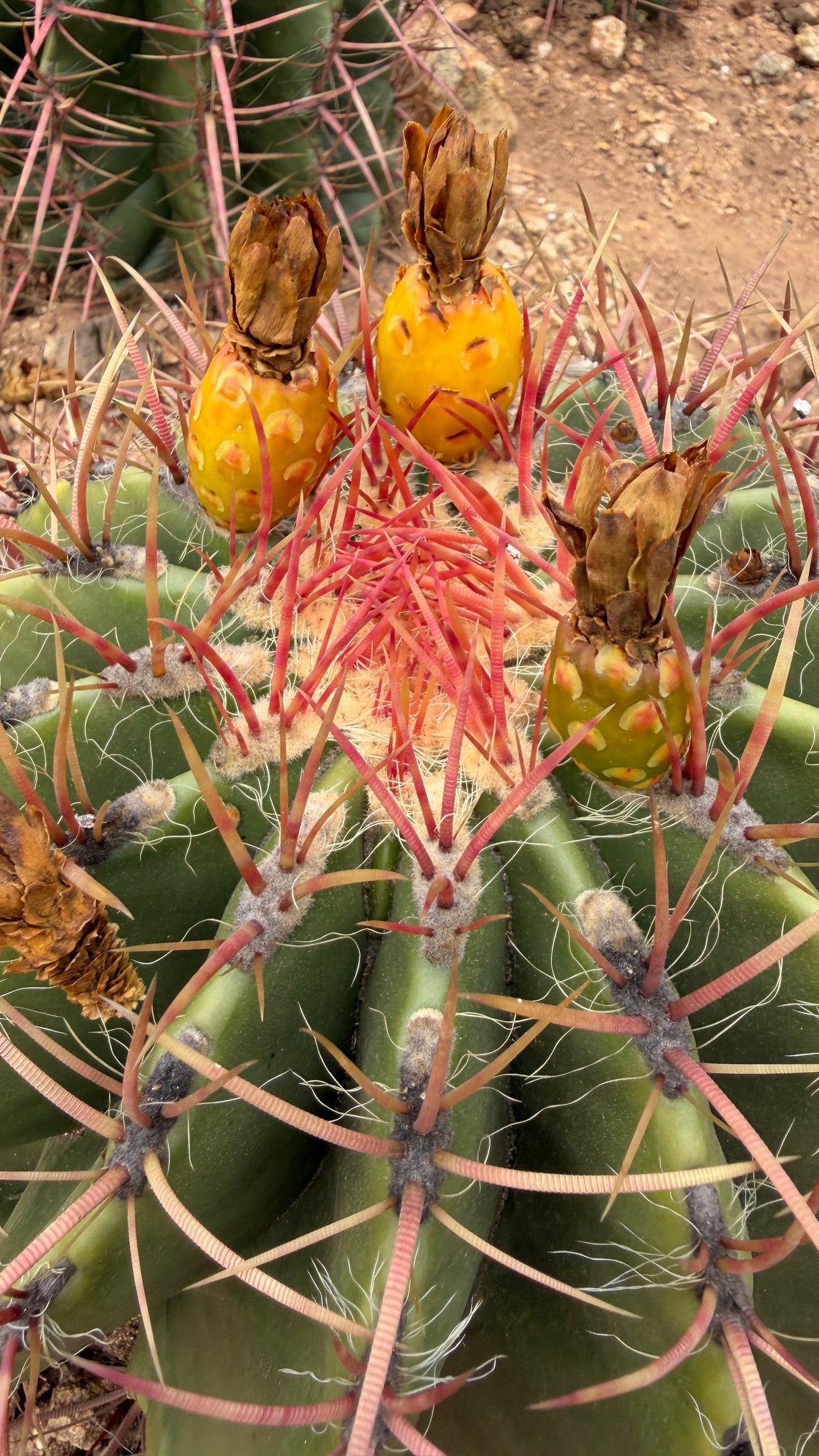 Twin-headed Ferocactus pilosus measured at about 16 inches across with a yardstick