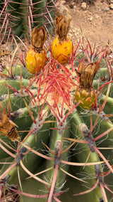 Twin-headed Ferocactus pilosus measured at about 16 inches across with a yardstick