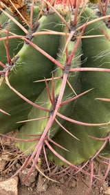 Ferocactus pilosus Mexican Fire Barrel ribbed green body and pink-red spination detail