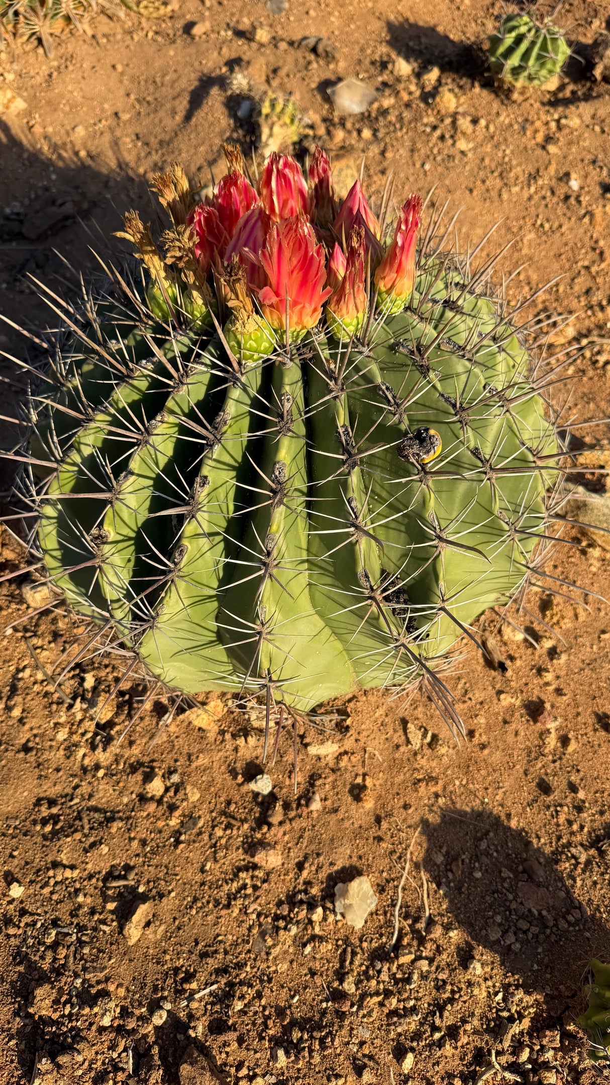 Ferocactus emoryi Emory's Barrel Cactus in bloom with a crown of brilliant red flowers
