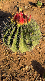 Ferocactus emoryi Emory's Barrel Cactus in bloom with a crown of brilliant red flowers