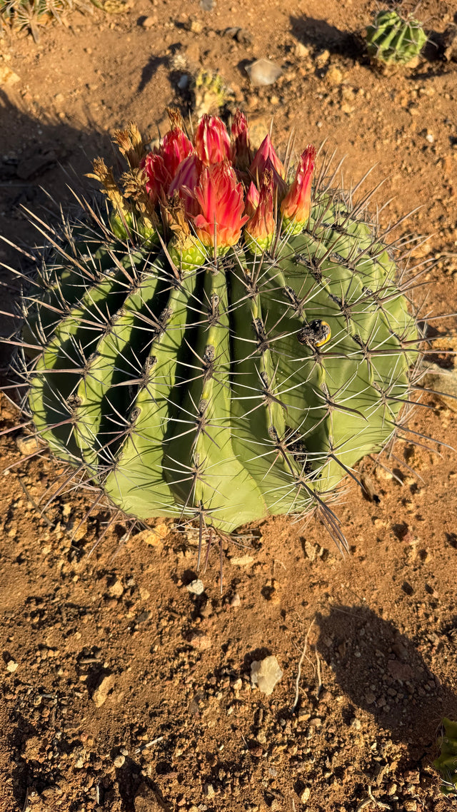 Ferocactus emoryi Emory's Barrel Cactus in bloom with a crown of brilliant red flowers