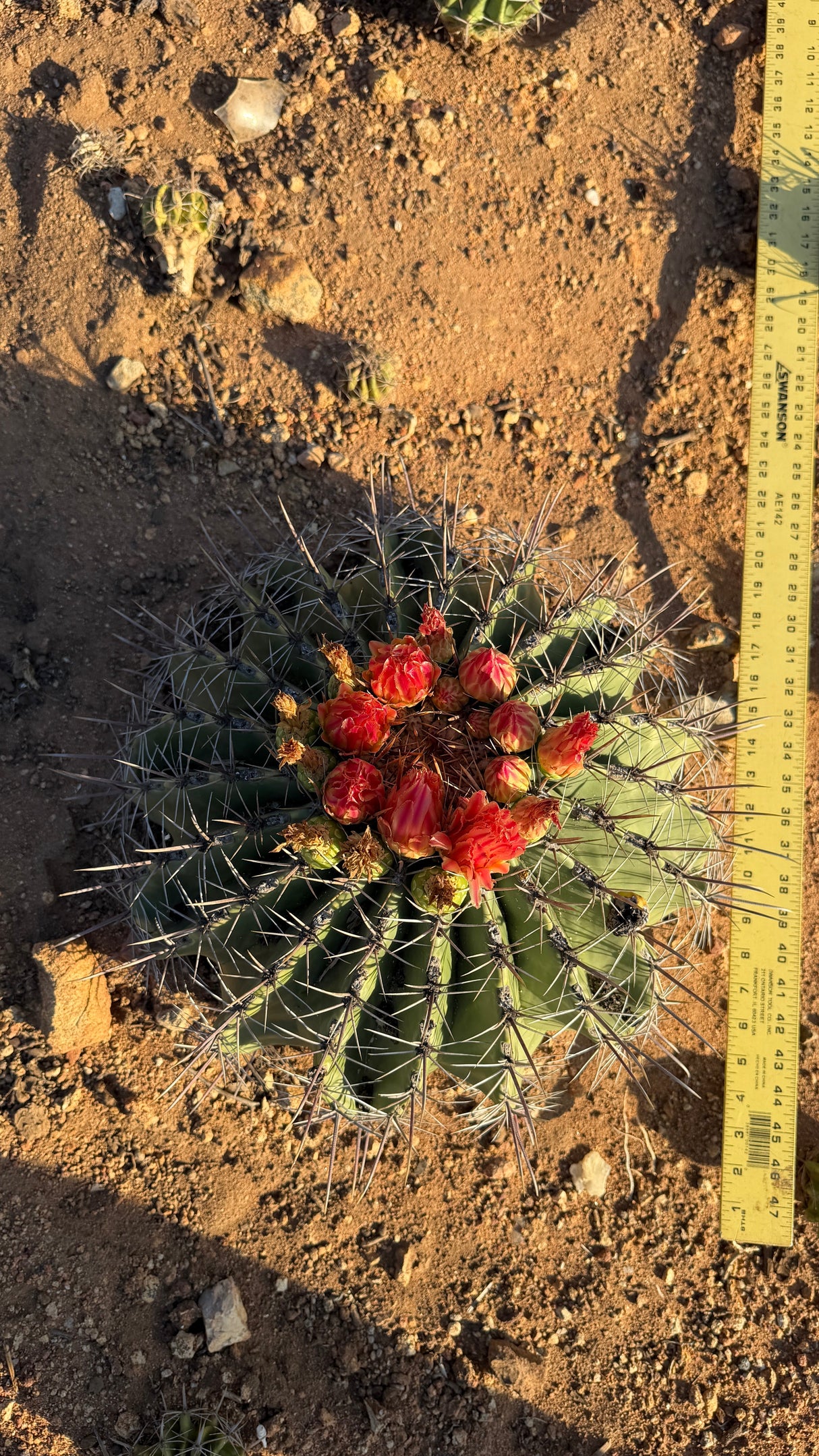 Top view of a flowering Emory's Barrel Cactus shown beside a ruler for scale