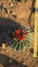 Top view of a flowering Emory's Barrel Cactus shown beside a ruler for scale