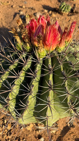 Close view of Ferocactus emoryi red flowers and long horn-gray cross-ribbed spines