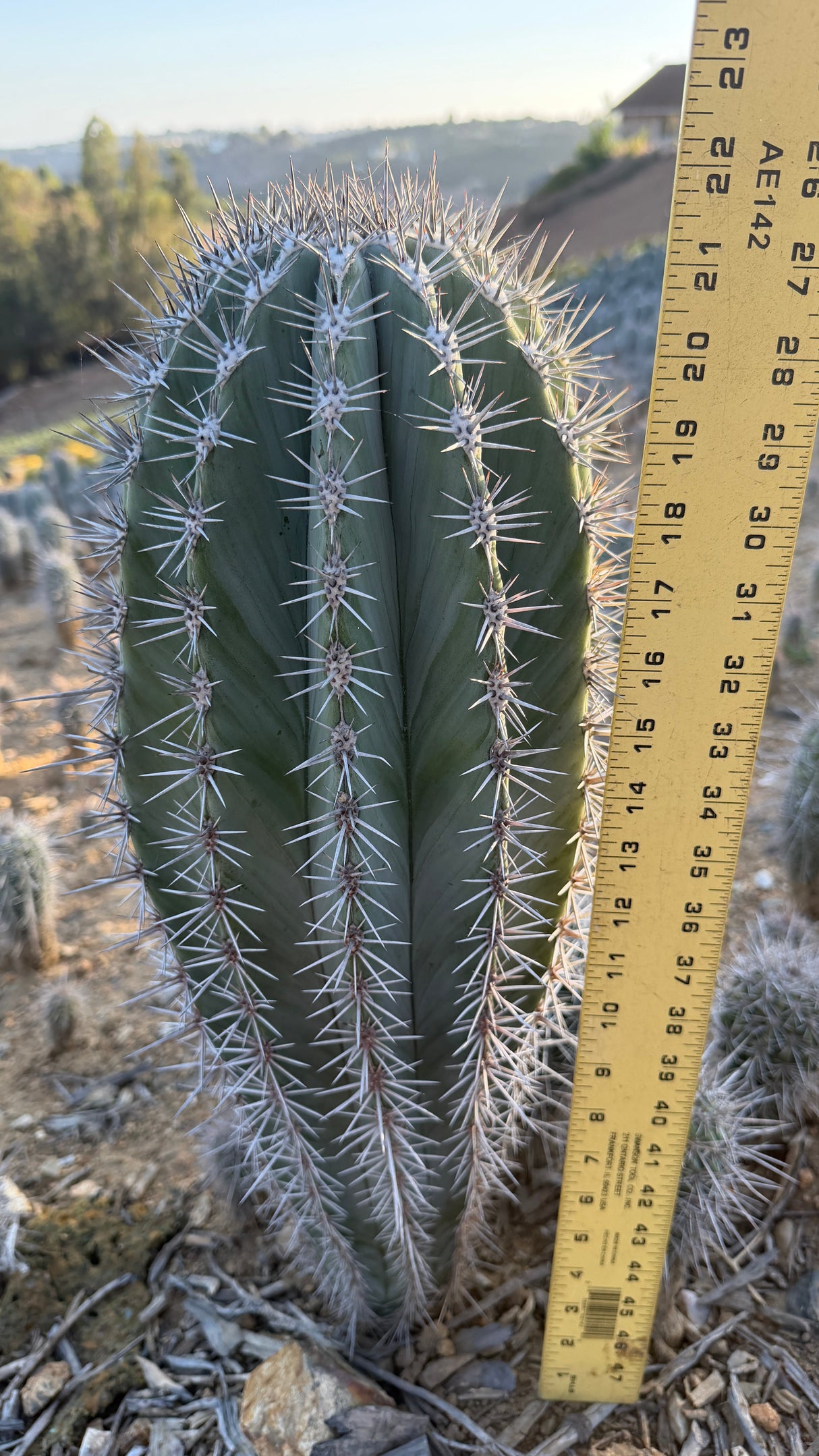 Pachycereus pringlei Cardon measured at about 19 inches tall with a yardstick
