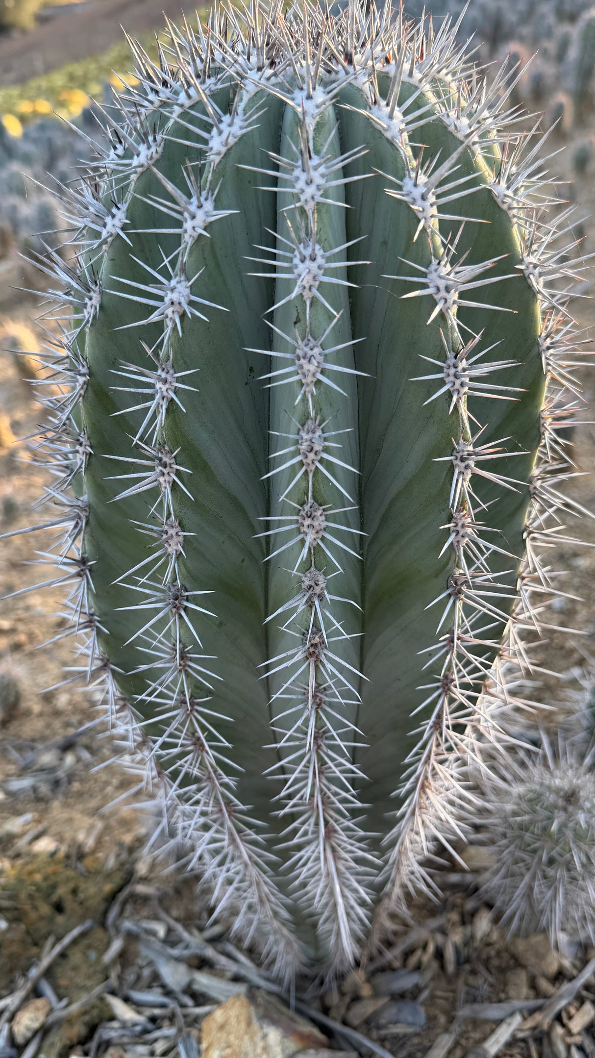 Close view of the chalky blue-green ribs and spination on a Cardon cactus